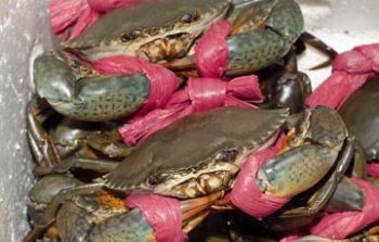 Đặc sản 3 miền